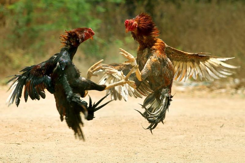Đá Gà Sabong tại VB777 – Trải nghiệm cá cược truyền thống đỉnh cao 2 Đánh giá và lựa chọn chiến kê mạnh khi cá cược
